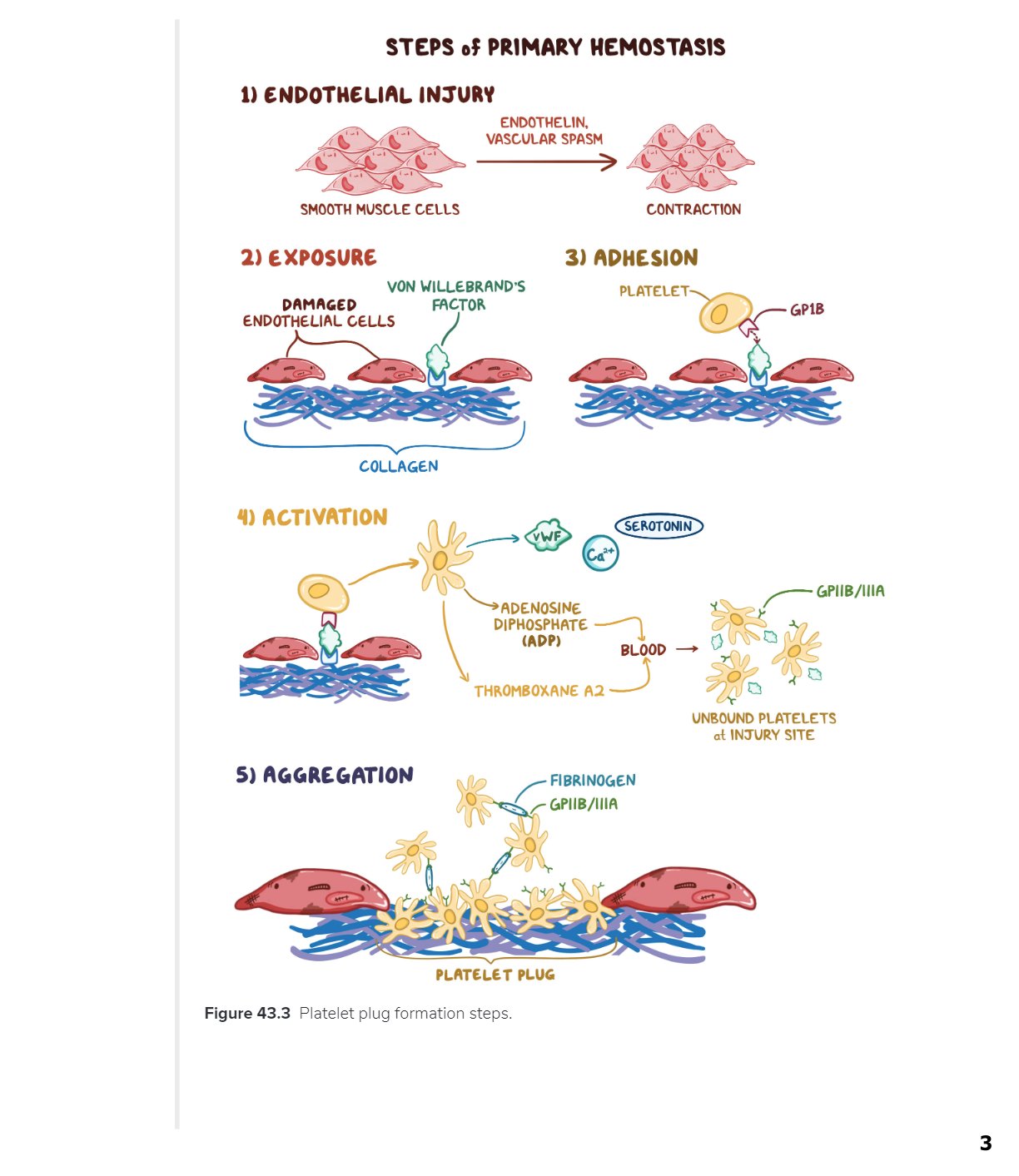 Epithelial Tissues